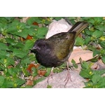 Black-faced Grassquit. Photo by Rick Taylor. Copyright Borderland Tours. All rights reserved.