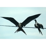 Magnificent Frigatebirds. Photo by Rick Taylor. Copyright Borderland Tours. All rights reserved.