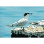 Sandwich Tern. Photo by Rick Taylor. Copyright Borderland Tours. All rights reserved.