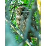 Barred Owl. Photo by Rick Taylor. Copyright Borderland Tours. All rights reserved.