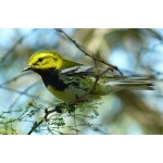 Black-throated Green Warbler. Photo by Rick Taylor. Copyright Borderland Tours. All rights reserved.