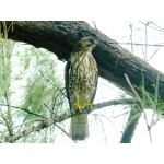 Broad-winged Hawk. Photo by Rick Taylor. Copyright Borderland Tours. All rights reserved.