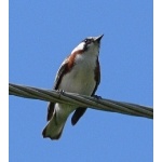 Chestnut-sided Warbler. Photo by Rick Taylor. Copyright Borderland Tours. All rights reserved.