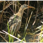 Clapper Rail. Photo by Rick Taylor. Copyright Borderland Tours. All rights reserved.