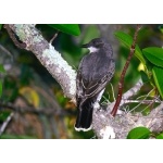 Eastern Kingbird. Photo by Rick Taylor. Copyright Borderland Tours. All rights reserved.