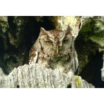 Eastern Screech-Owl. Photo by Rick Taylor. Copyright Borderland Tours. All rights reserved.