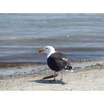 Great Black-backed Gull. Photo by Rick Taylor. Copyright Borderland Tours. All rights reserved.