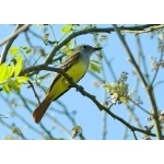 Great Crested Flycatcher. Photo by Rick Taylor. Copyright Borderland Tours. All rights reserved.