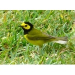 Hooded Warbler. Photo by Rick Taylor. Copyright Borderland Tours. All rights reserved.