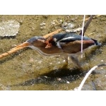 Least Bittern. Photo by Rick Taylor. Copyright Borderland Tours. All rights reserved.