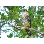 Merlin (Taiga subspecies). Photo by Rick Taylor. Copyright Borderland Tours. All rights reserved.