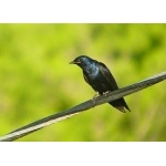 Purple Martin. Photo by Rick Taylor. Copyright Borderland Tours. All rights reserved.