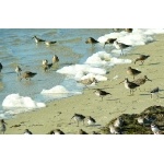 Shorebird Bonanza - Black-bellied Plover, Semipalmated Plover, Red Knot, Sanderling, Dunlin, Stilt Sandpiper, & Short-billed Dowitcher. Photo by Rick Taylor. Copyright Borderland Tours. All rights reserved.