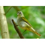 Tennessee Warbler. Photo by Rick Taylor. Copyright Borderland Tours. All rights reserved.