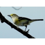 White-eyed Vireo. Photo by Rick Taylor. Copyright Borderland Tours. All rights reserved.