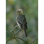 Yellow-bellied Flycatcher. Photo by Rick Taylor. Copyright Borderland Tours. All rights reserved.