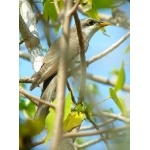 Yellow-billed Cuckoo. Photo by Rick Taylor. Copyright Borderland Tours. All rights reserved.