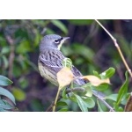 Kirtland's Warbler. Photo by Rick Taylor. Copyright Borderland Tours. All rights reserved. 