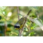 Bahama Yellowthroat. Photo by Rick Taylor. Copyright Borderland Tours. All rights reserved.