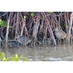 Clapper Rails. Photo by Rick Taylor. Copyright Borderland Tours. All rights reserved. 