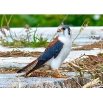 American Kestrel, Cuban form. Photo by Rick Taylor. Copyright Borderland Tours. All rights reserved.