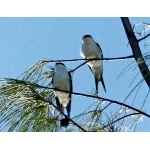 Bahama Swallows. Photo by Rick Taylor. Copyright Borderland Tours. All rights reserved.