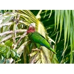 Cuban Parrot, Bahama form. Photo by Rick Taylor. Copyright Borderland Tours. All rights reserved.
