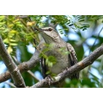 Bahama Mockingbird close-up Photo by Rick Taylor. Copyright Borderland Tours. All rights reserved.