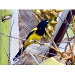 Bahama Oriole. Photo by Rick Taylor. Copyright Borderland Tours. All rights reserved.