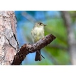 Cuban Pewee. Photo by Rick Taylor. Copyright Borderland Tours. All rights reserved.