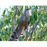 Giant Lizard-Cuckoo. Photo by Rick Taylor. Copyright Borderland Tours. All rights reserved.