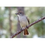 La Sagra's Flycatcher. Photo by Rick Taylor. Copyright Borderland Tours. All rights reserved.