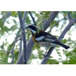 Western Spindalis, Black-backed form. Photo by Rick Taylor. Copyright Borderland Tours. All rights reserved.