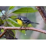 Bahama Warbler. Photo by Rick Taylor. Copyright Borderland Tours. All rights reserved.