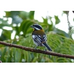 Western Spindalis, Green-backed form. Photo by Rick Taylor. Copyright Borderland Tours. All rights reserved.