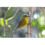 Pine Warbler. Photo by Rick Taylor. Copyright Borderland Tours. All rights reserved.