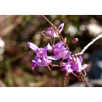 Calopogon or Grass Pink Orchid. Photo by Rick Taylor. Copyright Borderland Tours. All rights reserved.