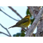 Cape May Warbler. Photo by Rick Taylor. Copyright Borderland Tours. All rights reserved.