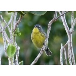 Kirtland's Warbler. Photo by Rick Taylor. Copyright Borderland Tours. All rights reserved.