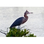 Reddish Egret. Photo by Rick Taylor. Copyright Borderland Tours. All rights reserved.