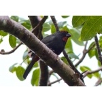 Greater Antillean Bullfinch, female. Photo by Rick Taylor. Copyright Borderland Tours. All rights reserved.