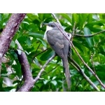 Mangrove Cuckoo. Photo by Rick Taylor. Copyright Borderland Tours. All rights reserved.