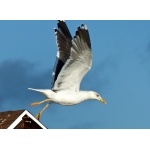 Lesser Black-backed Gull at Tarpum Bay. Photo by Rick Taylor. Copyright Borderland Tours. All rights reserved.