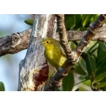 Yellow Warbler, golden form, Andros. Photo by Rick Taylor. Copyright Borderland Tours. All rights reserved.