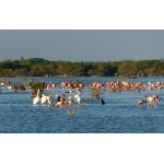 American Flamingos & White Pelicans at Las Salinas. Photo by Rick Taylor. Copyright Borderland Tours. All rights reserved.