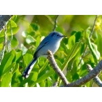 Cuban Gnatcatcher. Photo by Rick Taylor. Copyright Borderland Tours. All rights reserved.