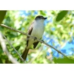 La Sagra's Flycatcher on Cayo Coco. Photo by Rick Taylor. Copyright Borderland Tours. All rights reserved.