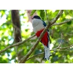 Cuban Trogon. Photo by Rick Taylor. Copyright Borderland Tours. All rights reserved.