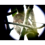 Colima Pygmy-Owl. Photo by Rick Taylor. Copyright Borderland Tours. All rights reserved.