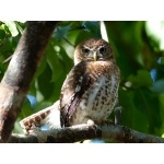 Another Cuban Pygmy-Owl. Photo by Rick Taylor. Copyright Borderland Tours. All rights reserved.